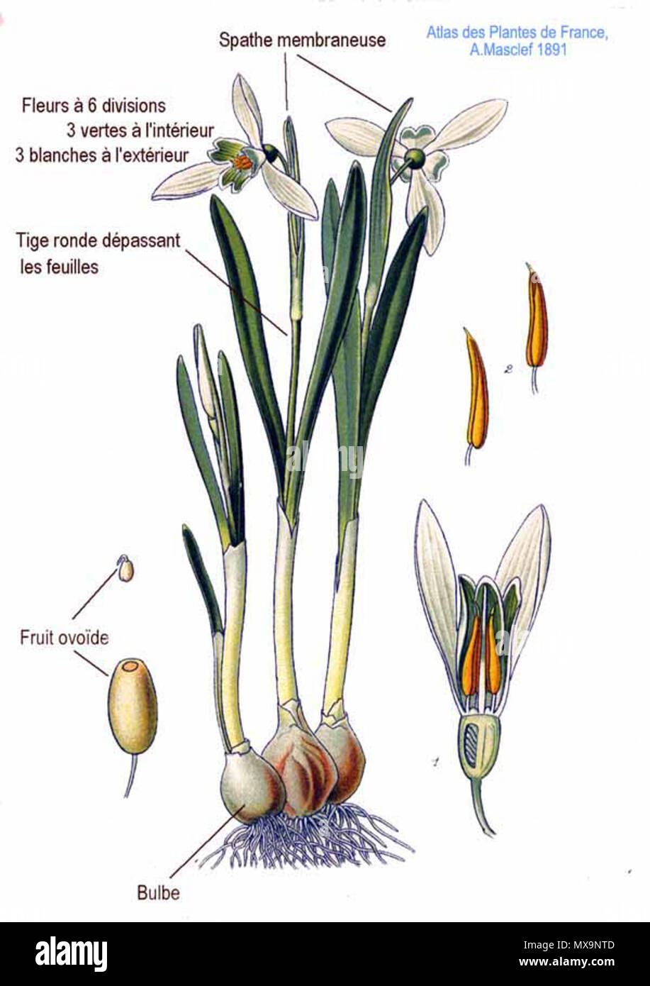 . Galanthus L. Le 31 janvier 2001. JJean-Philippe Masclef Amédée (1858-) JJean-Philippe Masclef Autres noms botaniste français Description Date de naissance/décès 1858 19.. Contrôle d'autorité : Q18507759 : 233362923 VIAF ISNI : 0000 0003 6776 1587 RCAC : n88663684 JJean-Philippe Masclef : Botaniste : 035266805 234 SUDOC WorldCat Galanthus L Banque D'Images