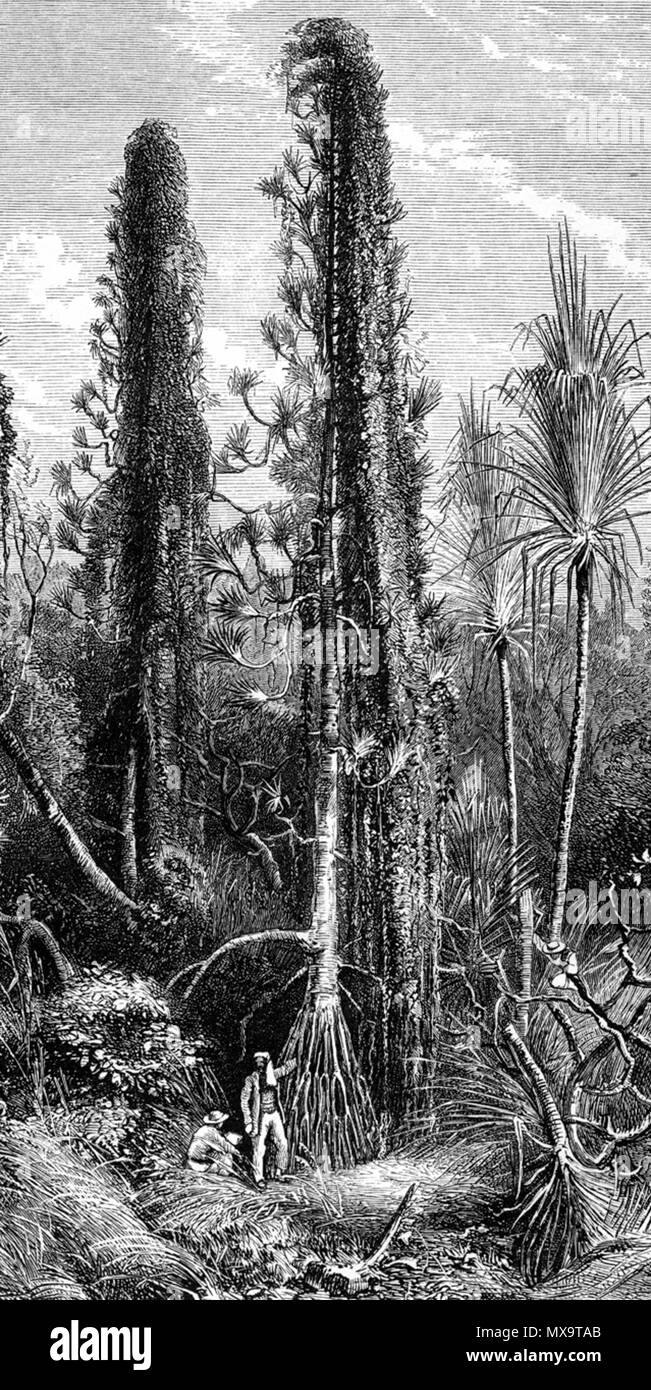 . Anglais : Pandanus ou Palm vis, couverte de plantes grimpantes, près de la Canal de Kongone le Zambèze. 'Le premier vingt milles de l'Kongone sont enfermés dans la jungle des mangroves ; certains arbres sont ornés de orchilla, mauvaises herbes qui ne semble jamais avoir été recueillie. . Dans certaines zones de l'umbrageous Milola, hibiscus, avec de grandes fleurs de couleur jaunâtre, se développe dans les masses le long de la banque. Son écorce est faite en cordage, et est particulièrement utile pour la fabrication des cordes attachées à harpons pour tuer l'hippopotame. Le Pandanus ou vis-palm, forme qui les sacs sont faits dans l'Ile Maurice, Banque D'Images