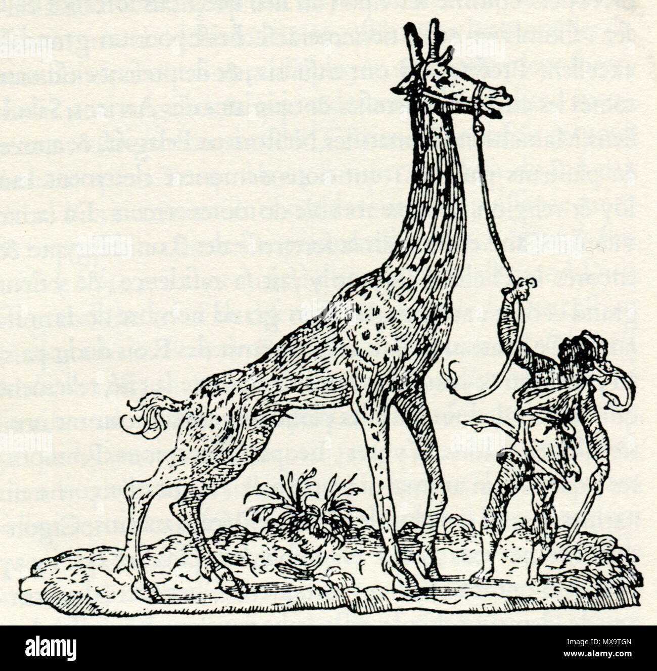 246 - André Thevet Girafe - 1556 Banque D'Images