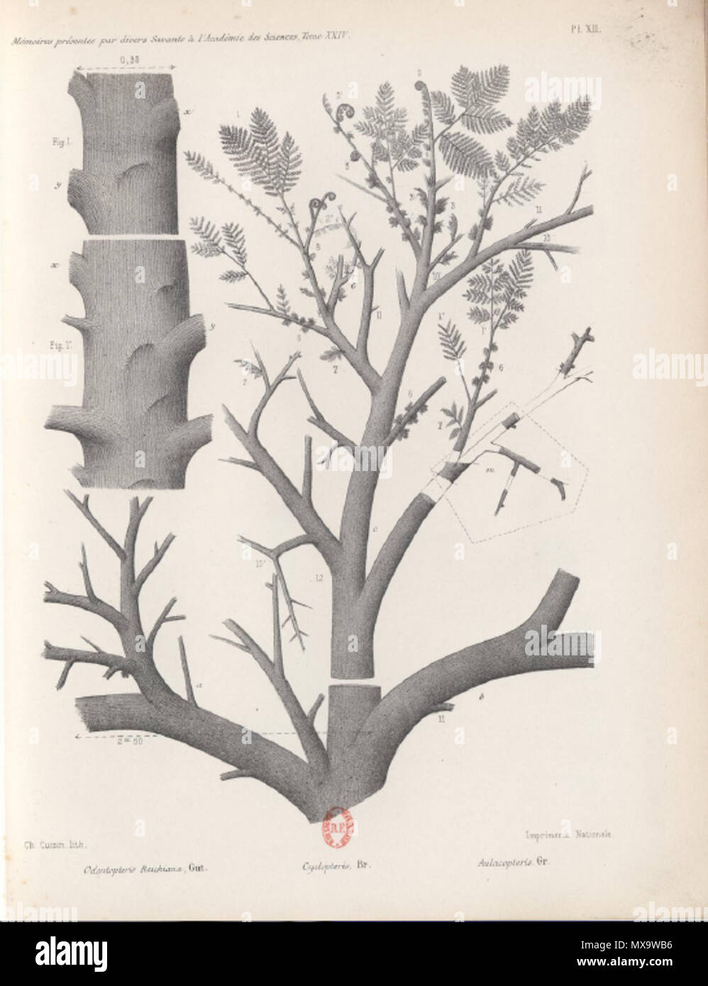 . English : Illustration de la flore fossile du bassin de la Loire . 1877- ? ?- ? ?. François Cyrille GRAND'EURY (1839-1917) 252 GRANDEURY2 Banque D'Images