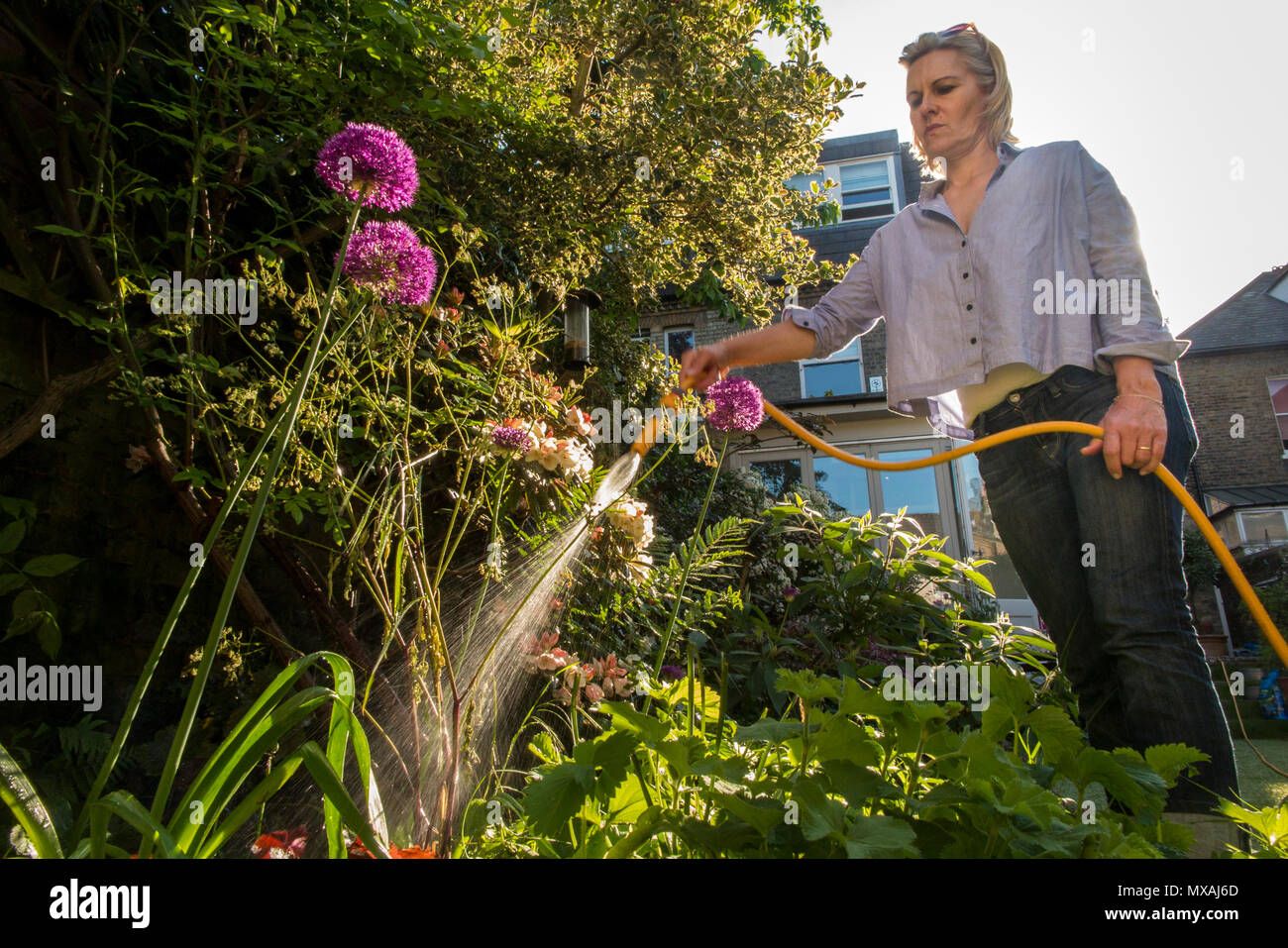 Les eaux d'une dame de son jardin avec le soleil d'été éclatant à travers avec un spray d'eau de rétro-éclairé le flexible Banque D'Images