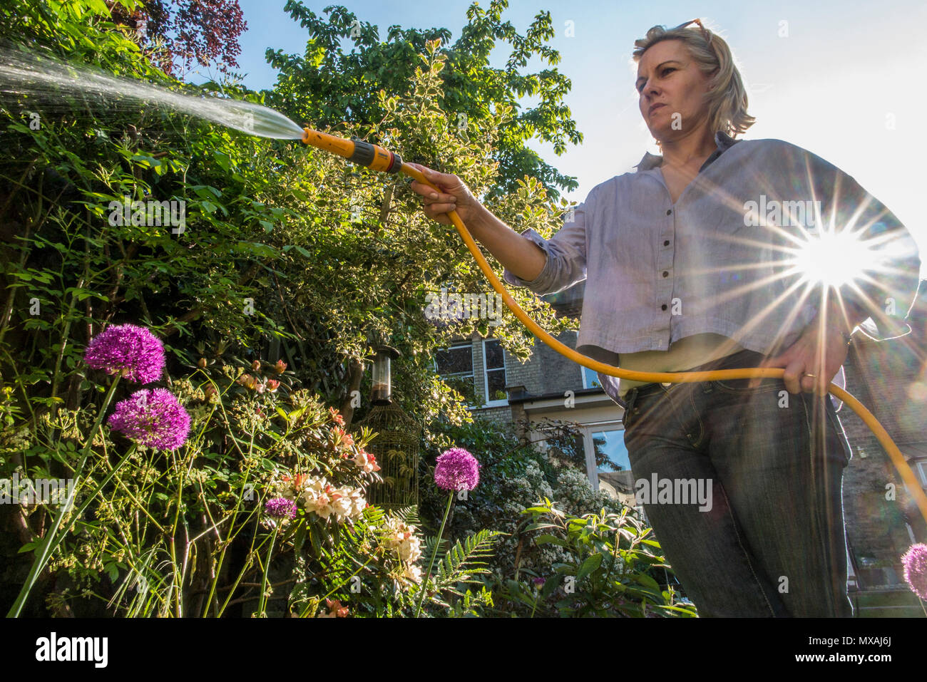 Les eaux d'une dame de son jardin avec le soleil d'été éclatant à travers avec un spray d'eau de rétro-éclairé le flexible Banque D'Images