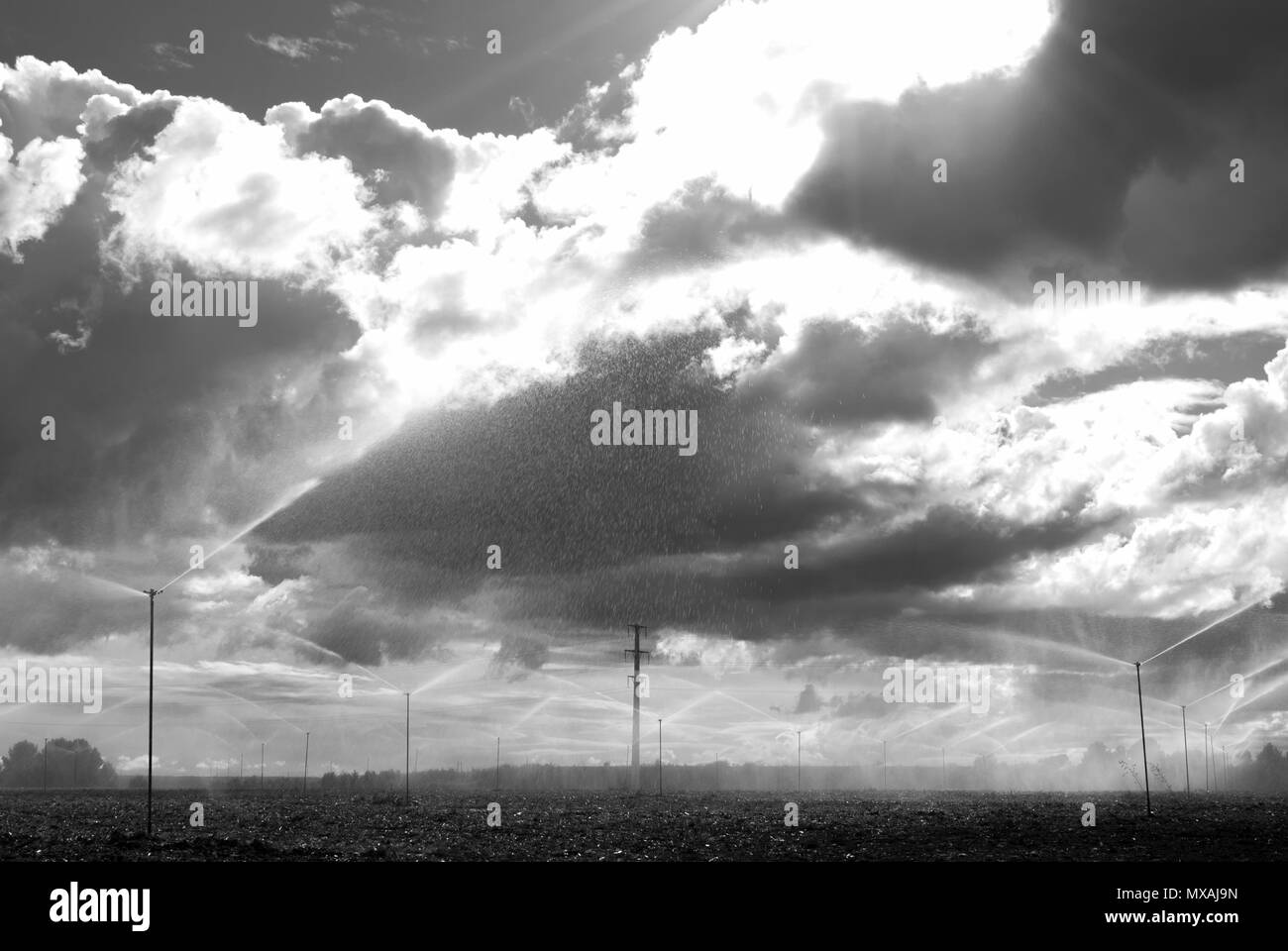 Arrosage par aspersion sur le terrain les semis dans une journée avec ciel nuageux. Tempête. Banque D'Images