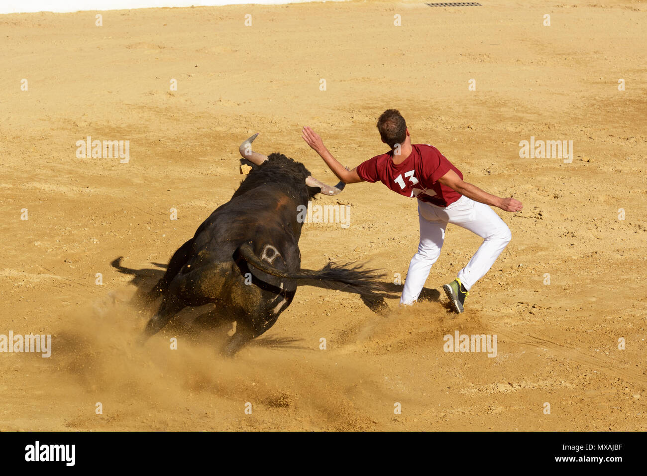 La Concurrence Avec Les Taureaux De Combat En Espagne Ce Concours Est Une Forme De Tauromachie Ou Les Gens Utilisent Leur Propre Corps De Corrida Photo Stock Alamy