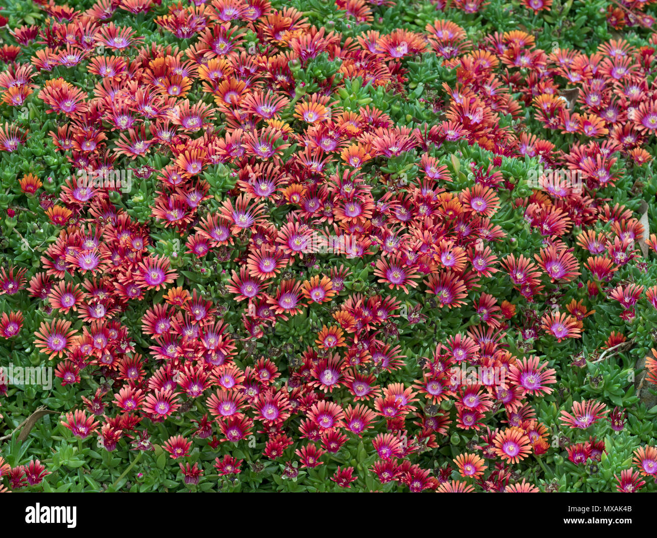 Delosperma 'fire spinner' Hardy usine à glace en bordure de jardin sec Banque D'Images