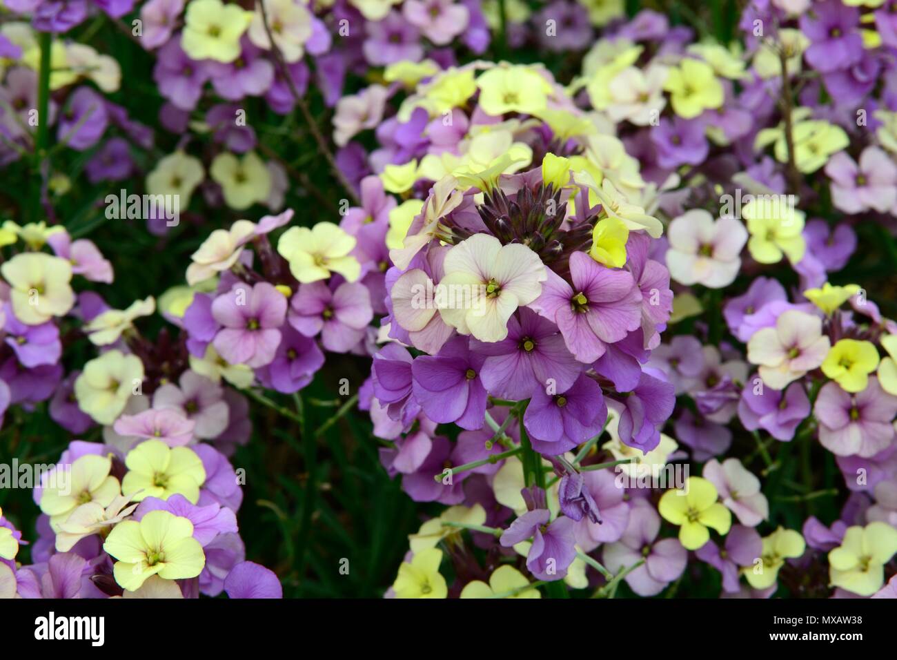 L'Erysimum monde des plantes vivaces citron mauve violet fleurs jaune alhelí Banque D'Images