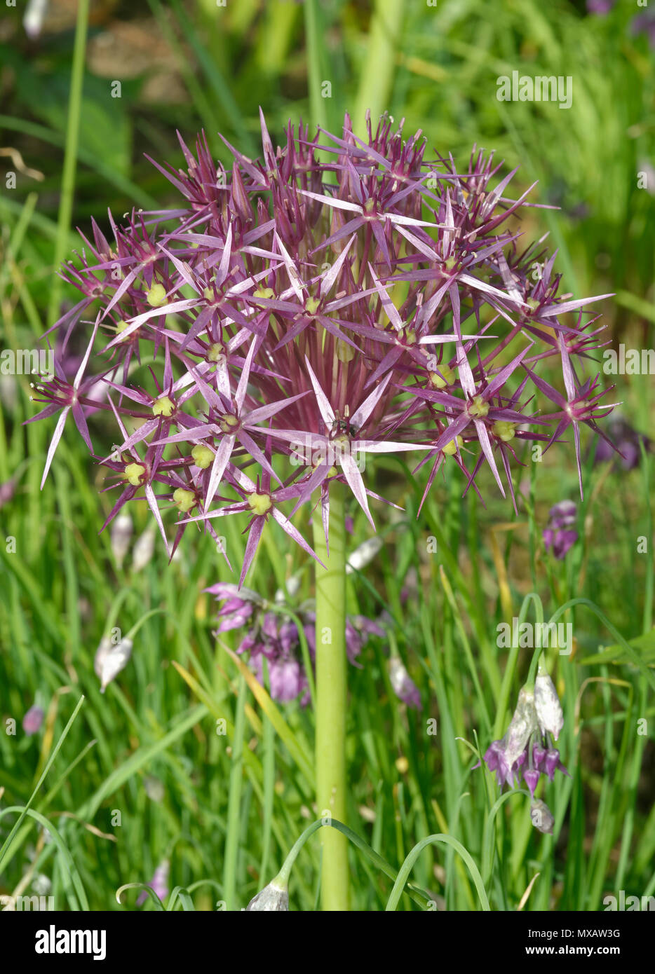 Étoile de Perse - Allium cyathophorum var. farreri originaire de Chine Banque D'Images