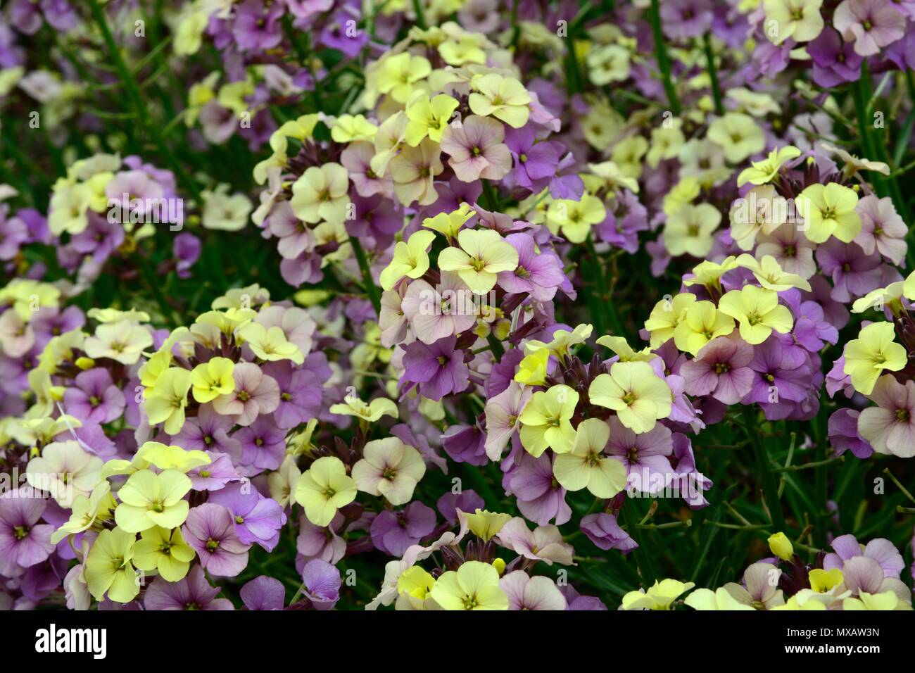 L'Erysimum monde des plantes vivaces citron mauve violet fleurs jaune alhelí Banque D'Images