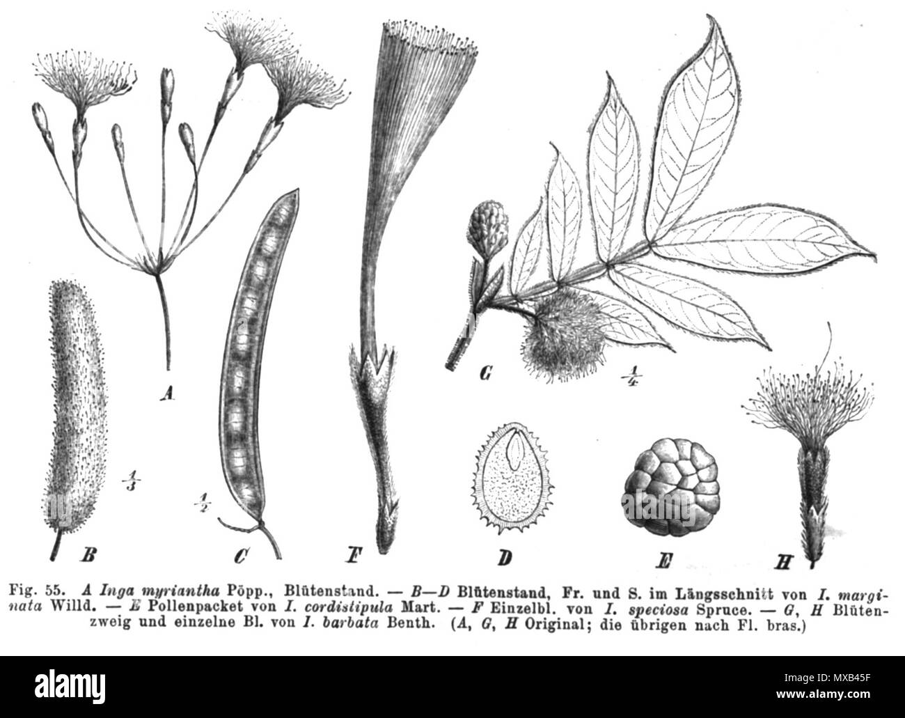 . Inga umbellifera ( = I. myriantha), Inga semialata ( = I. marginata), Inga Inga, cordistipula amazonica ( = I. speciosa), Inga barbata . 1891. Paul Hermann Wilhelm Taubert (1862-1897) 297 Inga myriantha Taub55 Banque D'Images