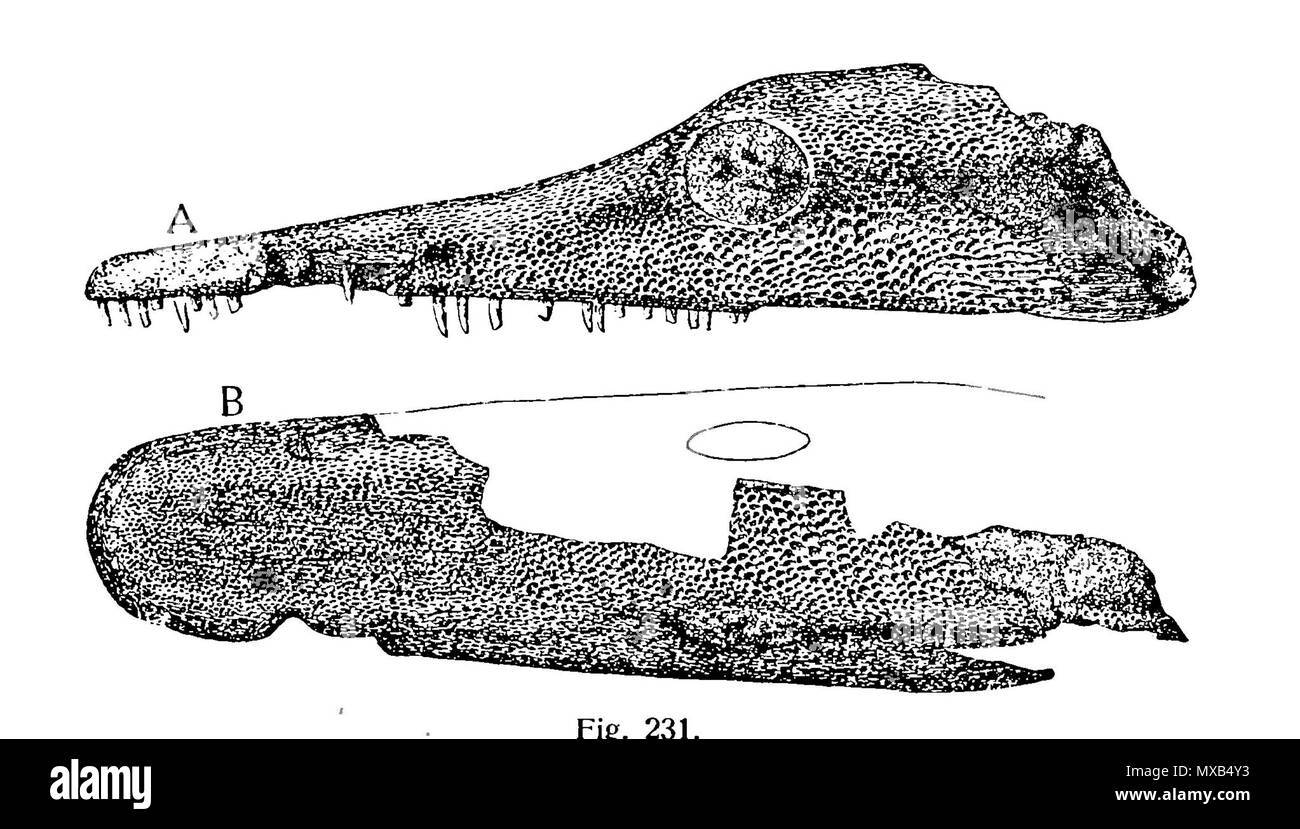 . Chenoprosopus milleri crâne . 1913. Mehl, Maurice G. (1913) une description de l'Chenoprosopus milleri, gen. et sp. nov. Pages 11-16 dans E. C., S. W. Williston & M. G. Mehl : vertébrés Permo-carbonifère de Nouveau Mexique. Carnegie Institution of Washington publication 181. J. B. Lippincott Company ; Washington DC et/ou Philadelphie. 126 Chenoprosopus milleri scull Banque D'Images