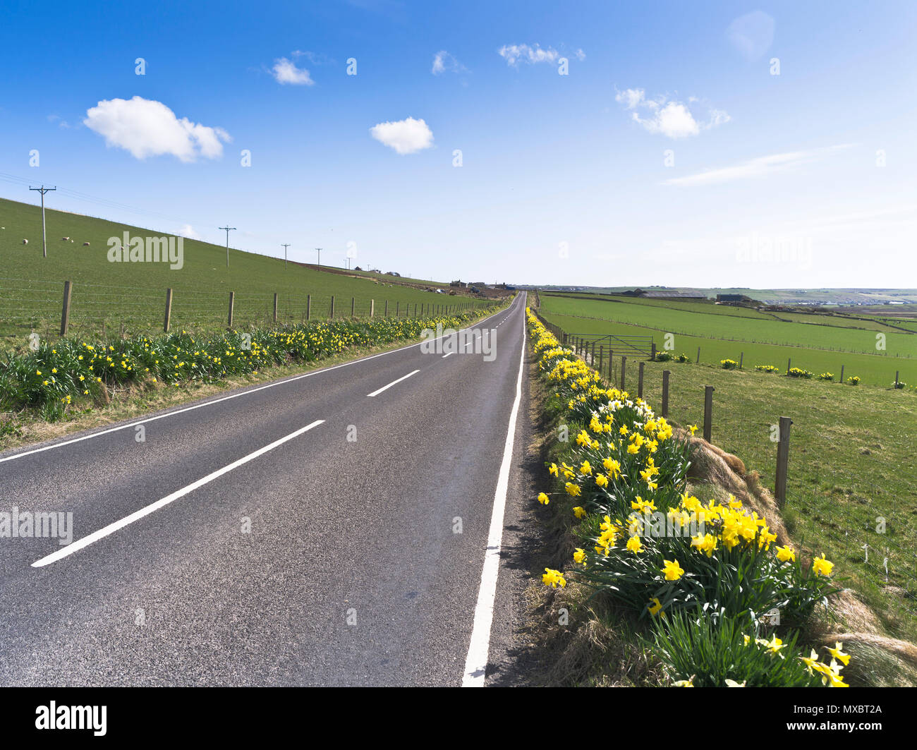 dh ROUTE vide ORKNEY Scottish isles désert route de campagne jonquilles bord de route fleurs scottish jondil printemps ensoleillé royaume-uni Banque D'Images