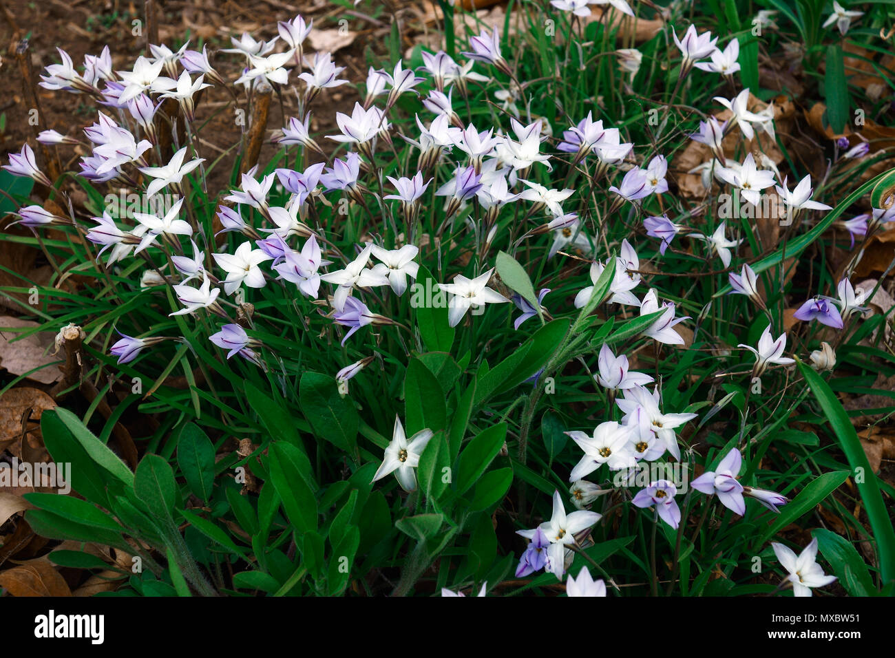 Springstar (Ipheion uniflorum n). Aussi connu sous le nom de printemps la trientale boréale. Banque D'Images