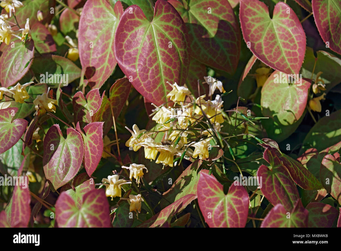 Ailes de fées (epimedium Epimedium x versicolor sulphureum). L'un des hybrides entre Epimedium grandiflorum et Epimedium pinnatum colchicum. Banque D'Images