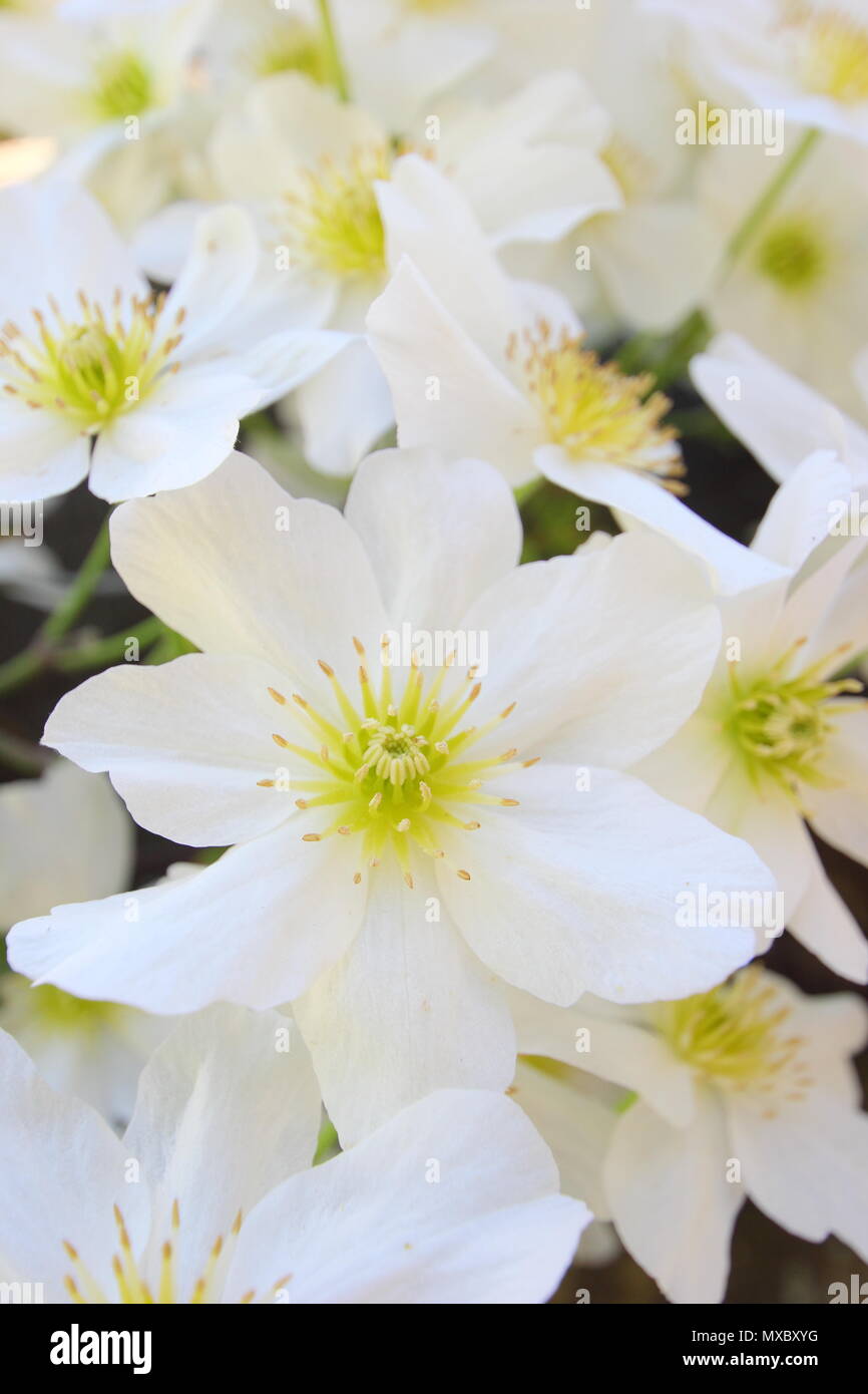 Clematis cartmanii 'Avalanche', toujours verte, pas de tailler les clématites, en fleurs au printemps, UK Banque D'Images