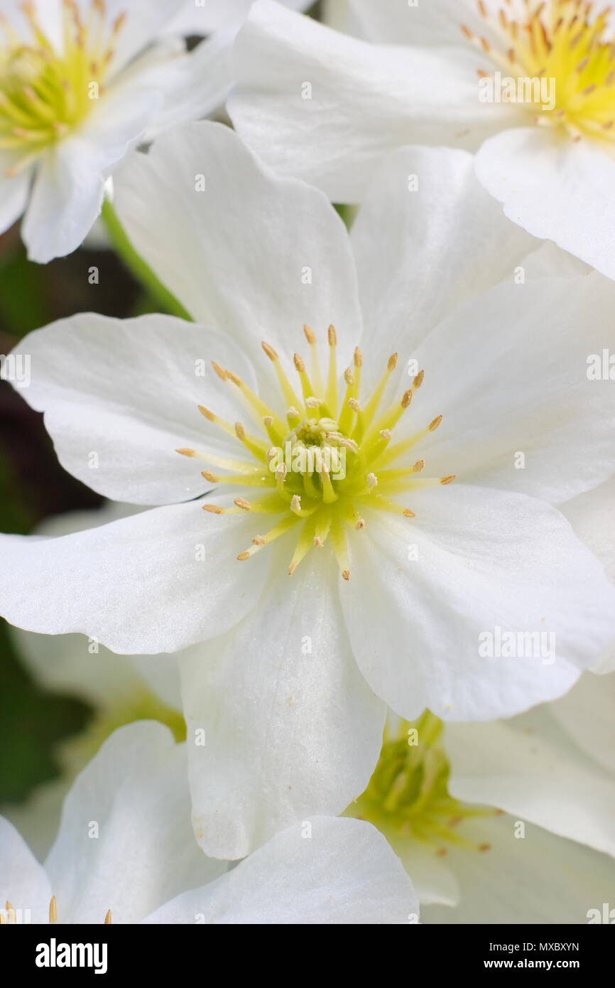 Clematis cartmanii 'Avalanche', toujours verte, pas de tailler les clématites, en fleurs au printemps, UK Banque D'Images