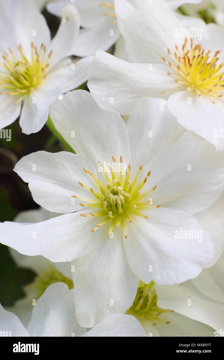 Clematis cartmanii 'Avalanche', toujours verte, pas de tailler les clématites, en fleurs au printemps, UK Banque D'Images