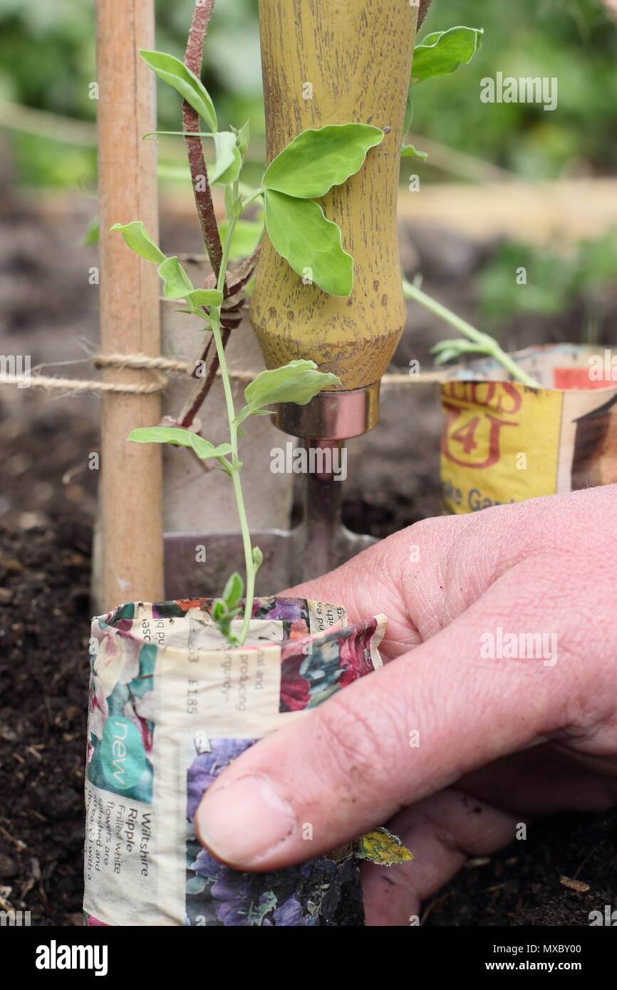 Lathyrus odoratus. La plantation de jeunes plants de pois sucré dans des pots en papier recyclé à la base de la canne, prend en charge l'usine wigwam printemps, UK Banque D'Images