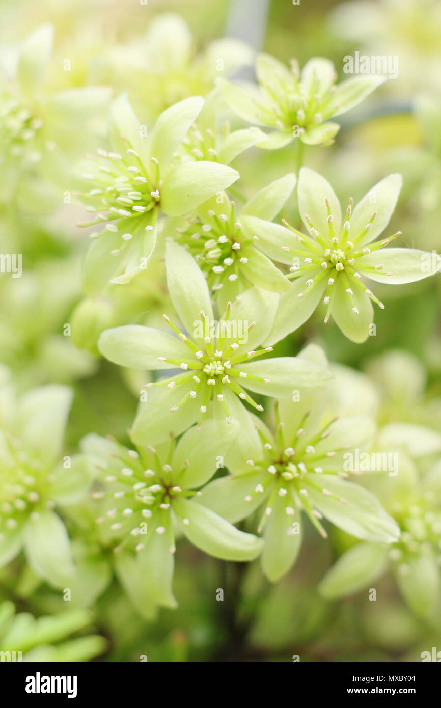 Clematis cartmanii 'parfumé' Oberon, une clématite, en fleurs au printemps (mai), England, UK Banque D'Images