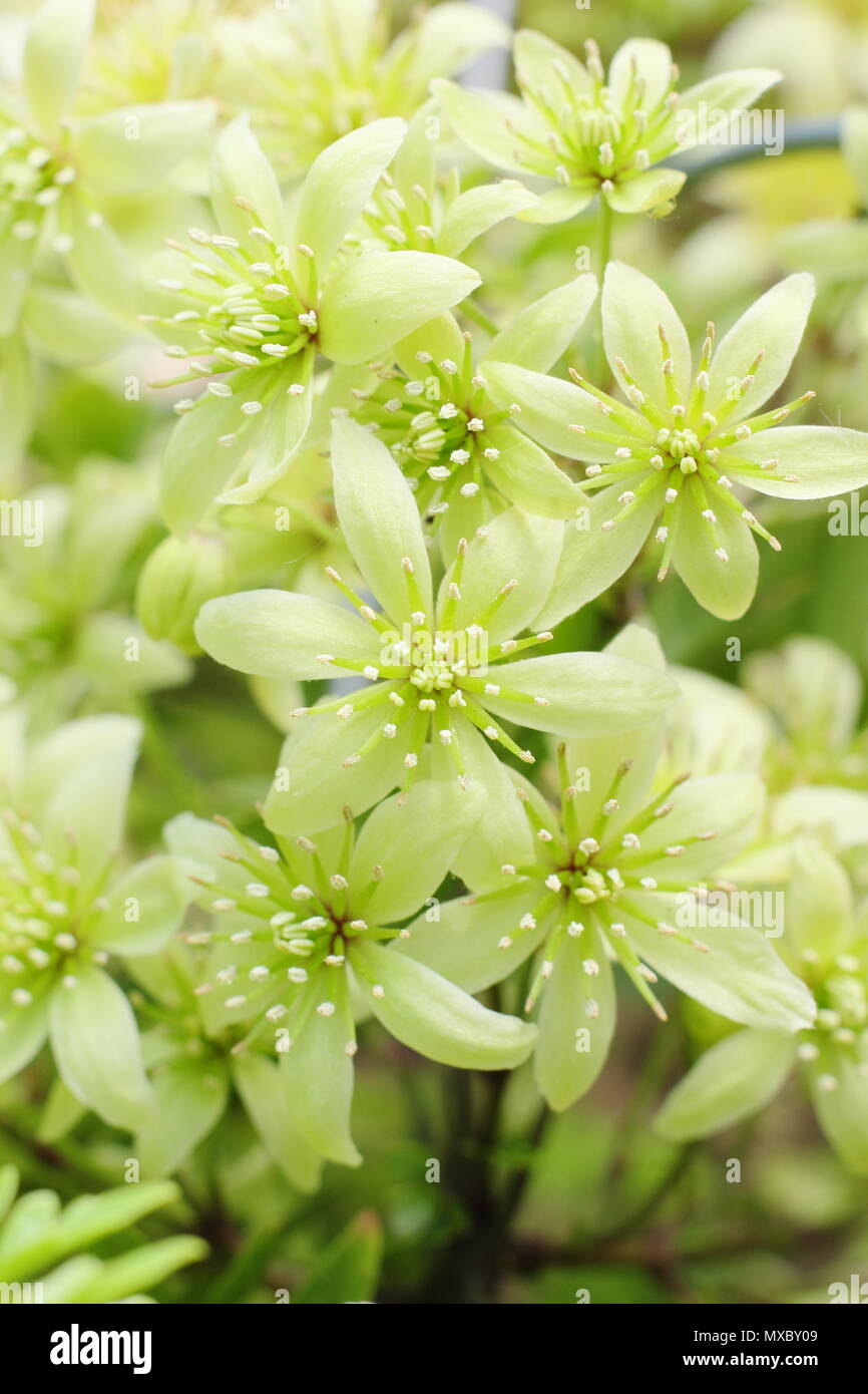 Clematis cartmanii 'parfumé' Oberon, une clématite, en fleurs au printemps (mai), England, UK Banque D'Images