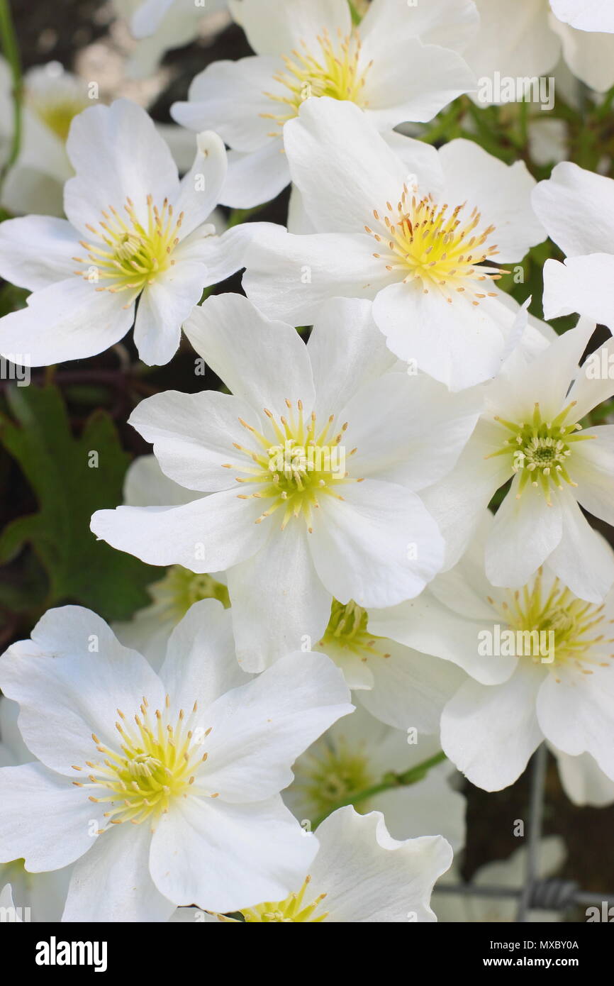 Clematis cartmanii 'Avalanche', toujours verte, pas de tailler les clématites, en fleurs au printemps, UK Banque D'Images