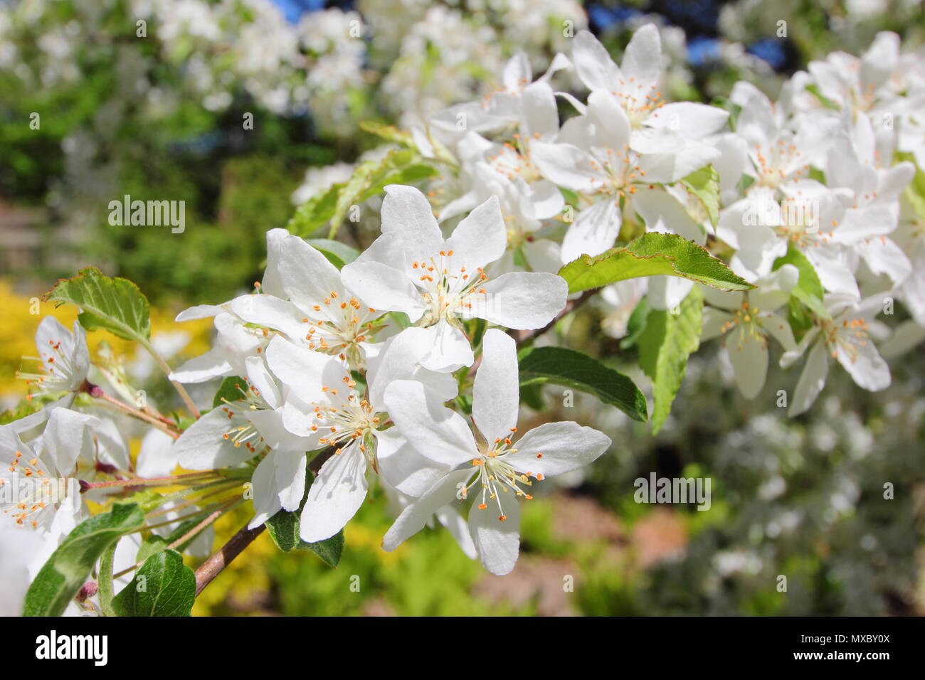 Malus transitoria. Couper le crabe des feuilles au printemps, la floraison des pommiers, England, UK Banque D'Images