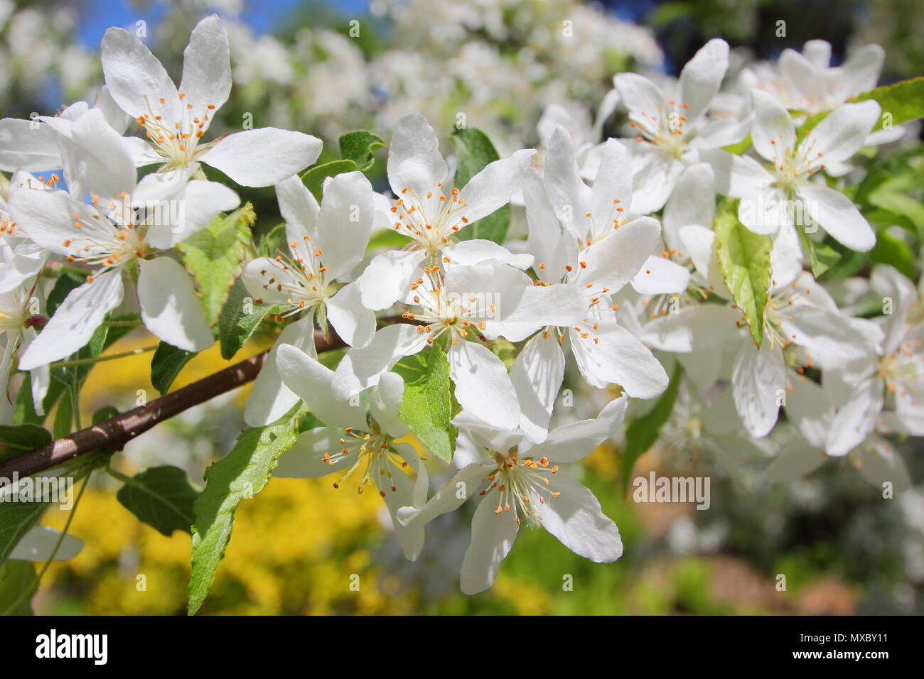 Malus transitoria. Couper le crabe des feuilles au printemps, la floraison des pommiers, England, UK Banque D'Images