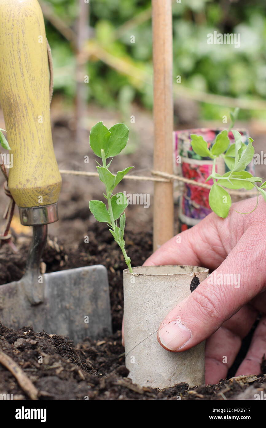 Lathyrus odoratus. La plantation de jeunes plants de pois sucré dans des pots en papier recyclé à la base de la canne, prend en charge l'usine wigwam printemps, UK Banque D'Images
