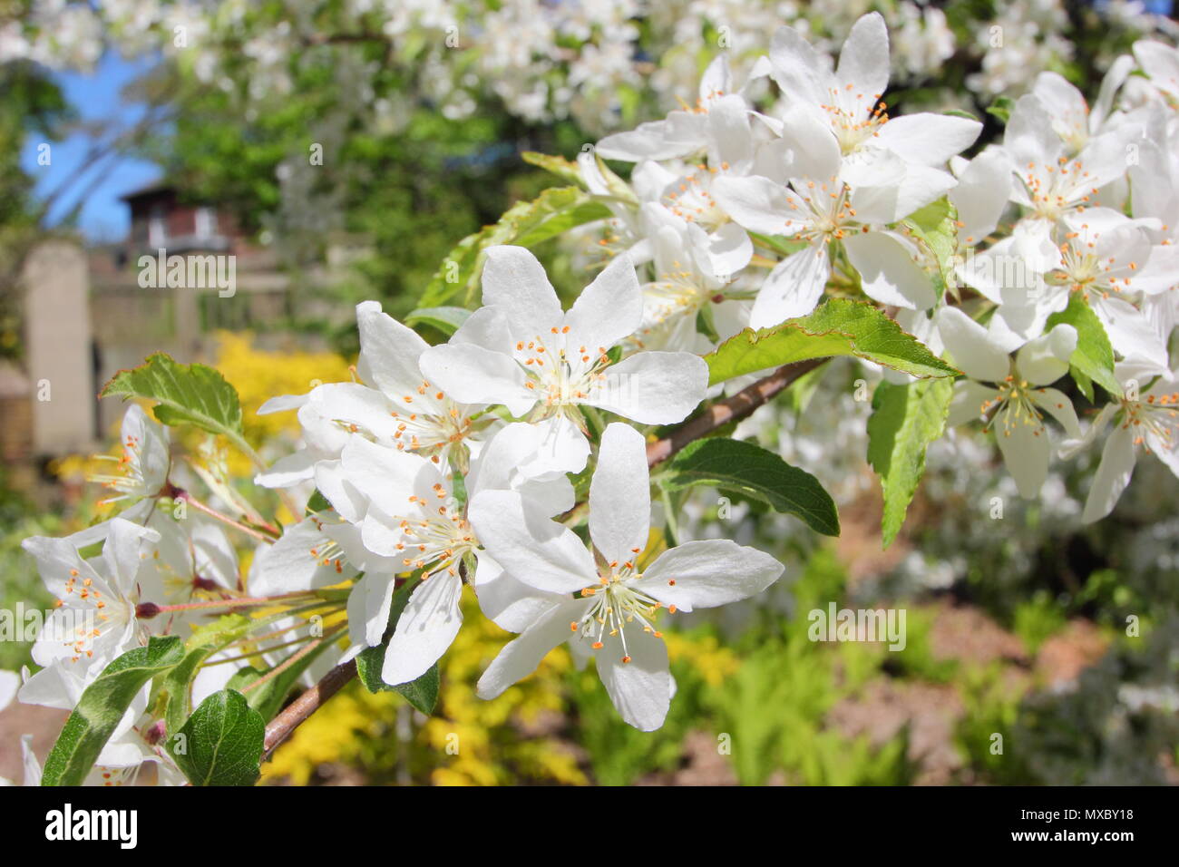 Malus transitoria. Couper le crabe des feuilles au printemps, la floraison des pommiers, England, UK Banque D'Images