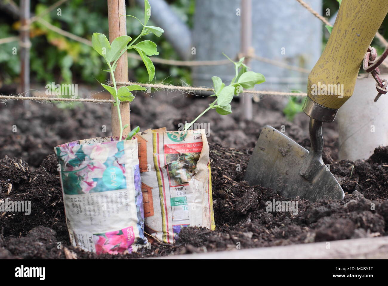 Lathyrus odoratus. Les jeunes plantes de pois en papier recyclé pots prêts pour la plantation de canne à sucre à la base du plant wigwam prend en charge, printemps, UK Banque D'Images