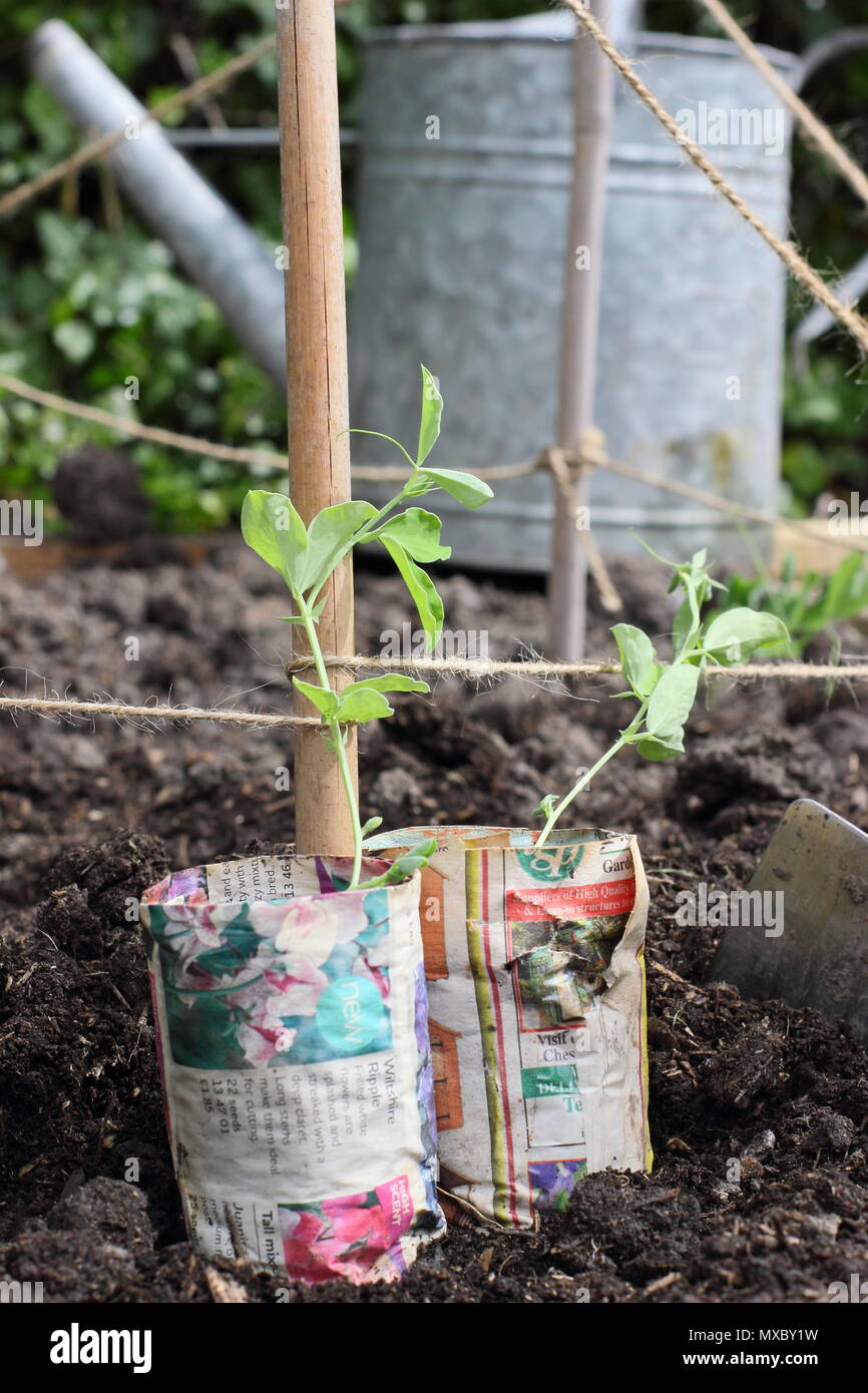 Lathyrus odoratus. Les jeunes plantes de pois en papier recyclé pots prêts pour la plantation de canne à sucre à la base du plant wigwam prend en charge, printemps, UK Banque D'Images