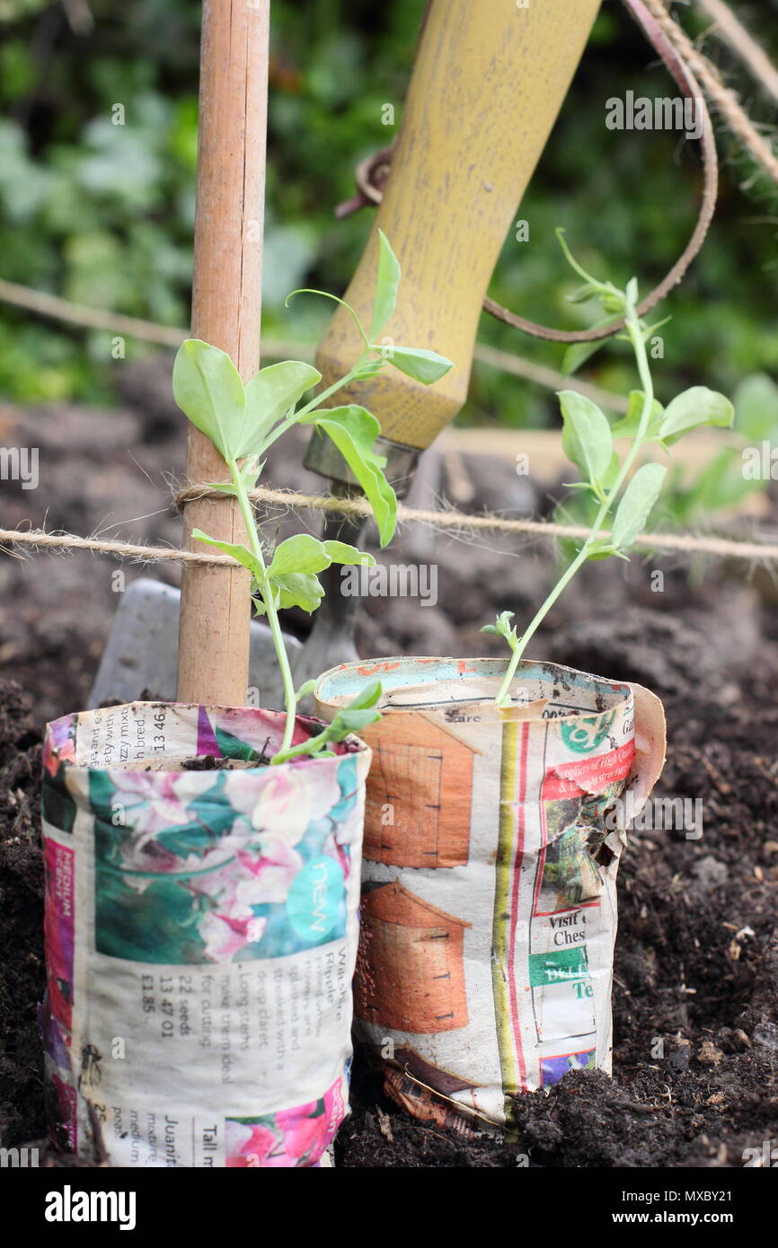 Lathyrus odoratus. Les jeunes plantes de pois en papier recyclé pots prêts pour la plantation de canne à sucre à la base du plant wigwam prend en charge, printemps, UK Banque D'Images
