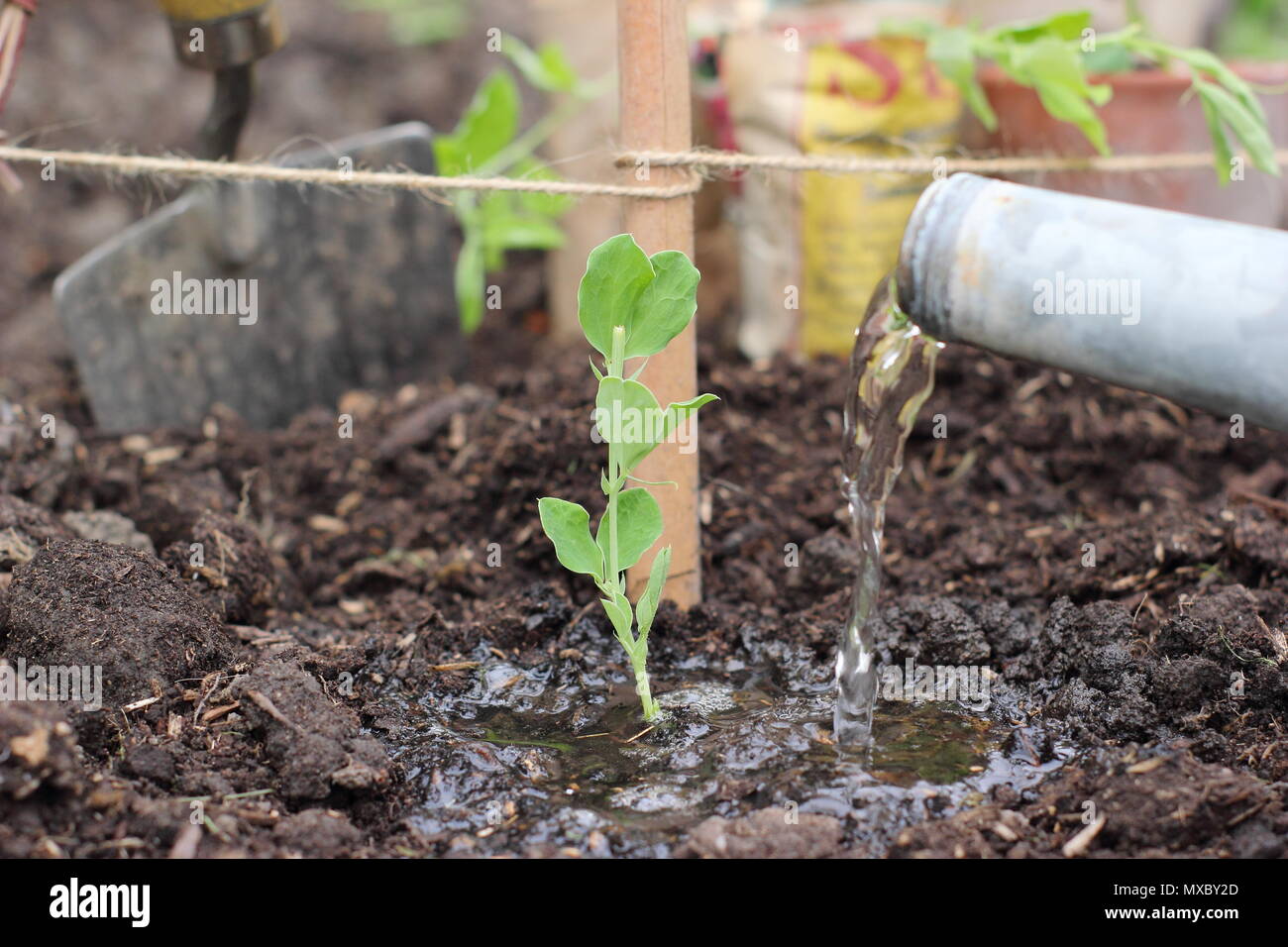 Arroser des pois doux. Lathyrus odoratus. Arrosage d'une jeune plante de pois sucré à la base d'un support de plante de wigwam de canne et ficelle, printemps, Royaume-Uni Banque D'Images