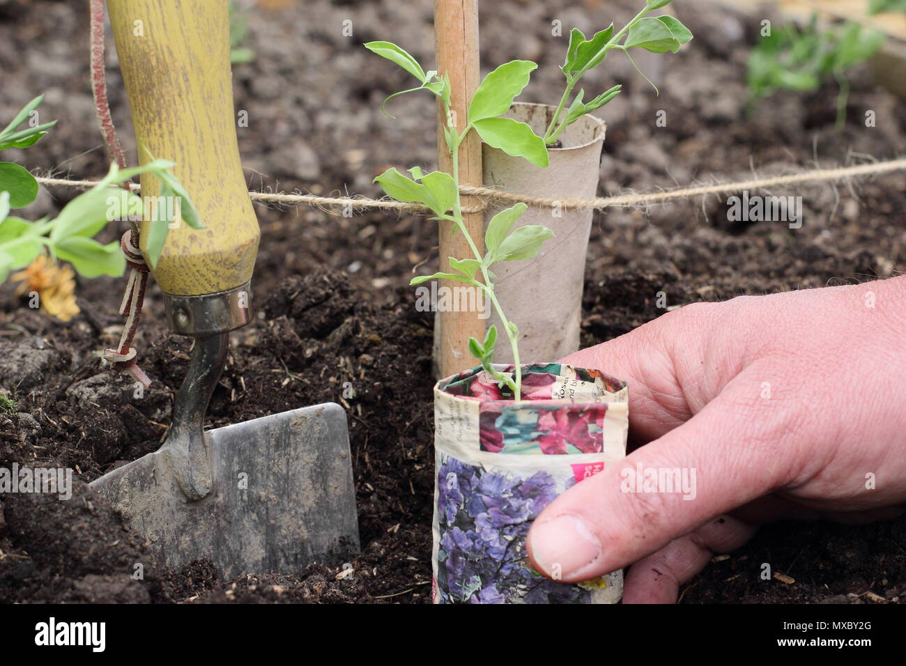 Lathyrus odoratus. La plantation de jeunes plants de pois sucré dans des pots en papier recyclé à la base de la canne, prend en charge l'usine wigwam printemps, UK Banque D'Images