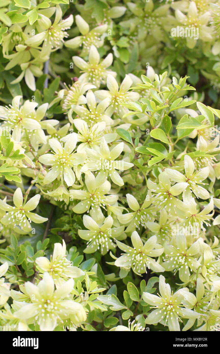 Clematis cartmanii 'parfumé' Oberon, une clématite, en fleurs au printemps (mai), England, UK Banque D'Images