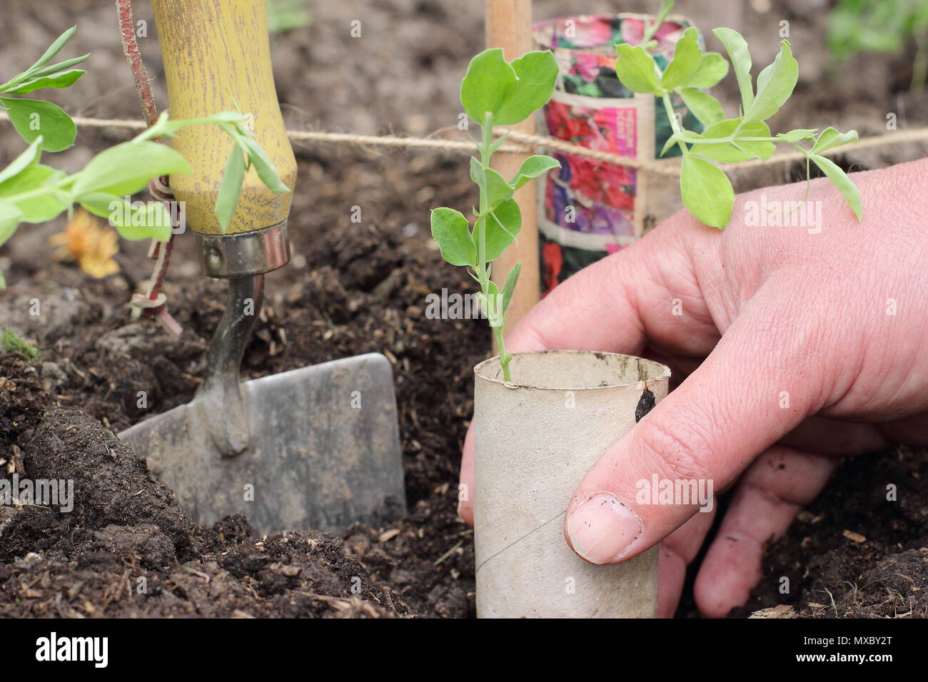 Lathyrus odoratus. Les jeunes plantes jardinier pois de plantes en pots en papier recyclé à la base de la canne, prend en charge l'usine wigwam printemps, UK Banque D'Images