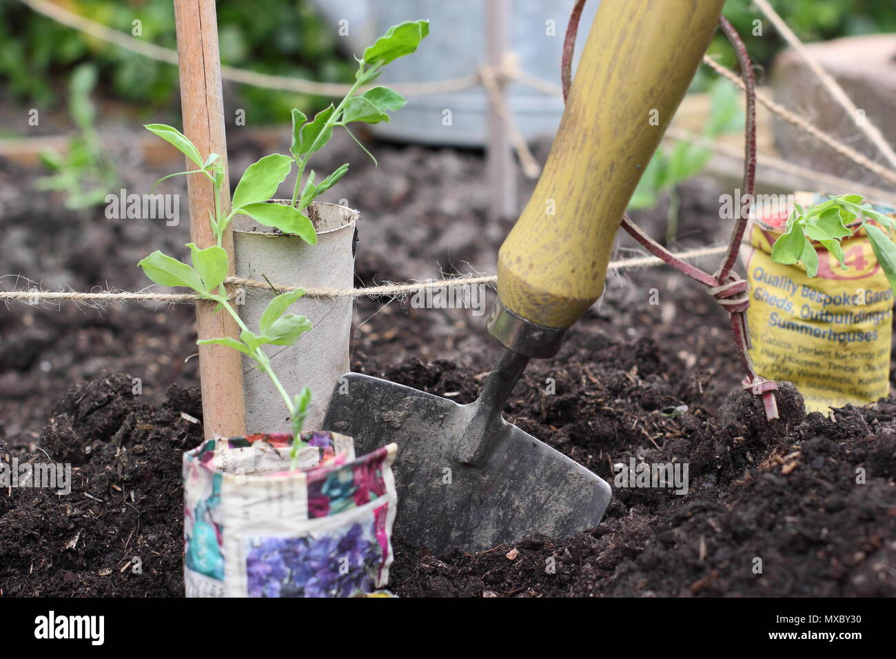 Lathyrus odoratus. Les jeunes plantes de pois en papier recyclé pots prêts pour la plantation de canne à sucre à la base du plant wigwam prend en charge, printemps, UK Banque D'Images