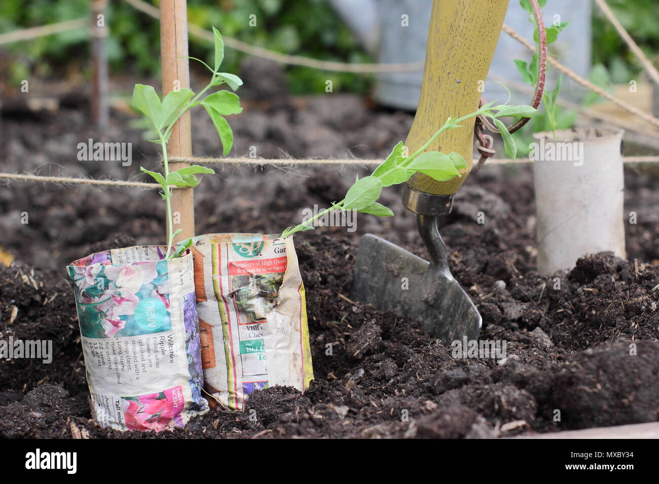 Lathyrus odoratus. Les jeunes plantes de pois en papier recyclé pots prêts pour la plantation de canne à sucre à la base du plant wigwam prend en charge, printemps, UK Banque D'Images