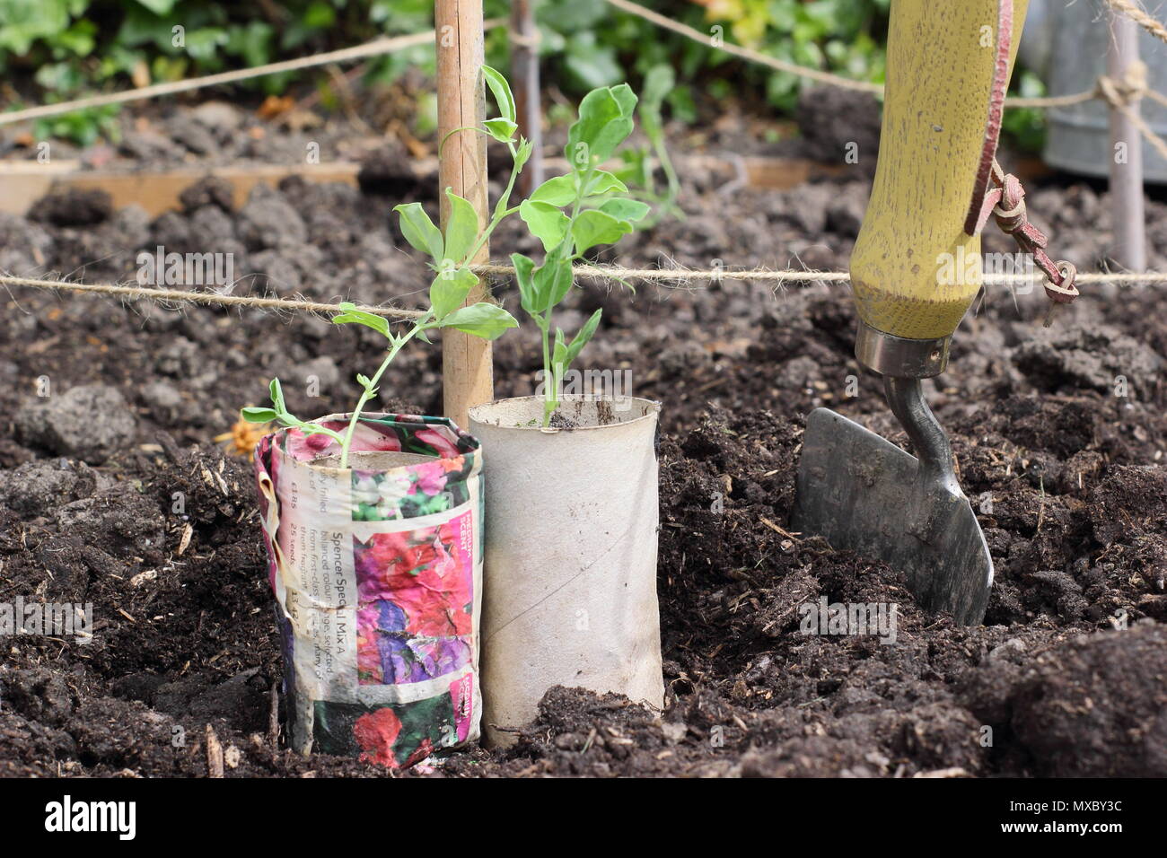Lathyrus odoratus. Les jeunes plantes de pois en papier recyclé pots prêts pour la plantation de canne à sucre à la base du plant wigwam prend en charge, printemps, UK Banque D'Images