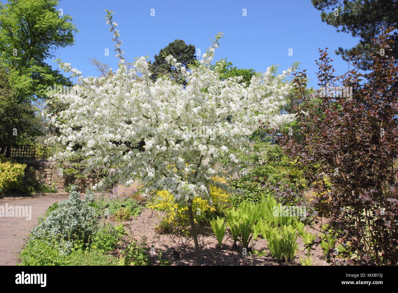 Malus transitoria. Couper le crabe feuilles pommier en fleur pleine au printemps,, England, UK Banque D'Images