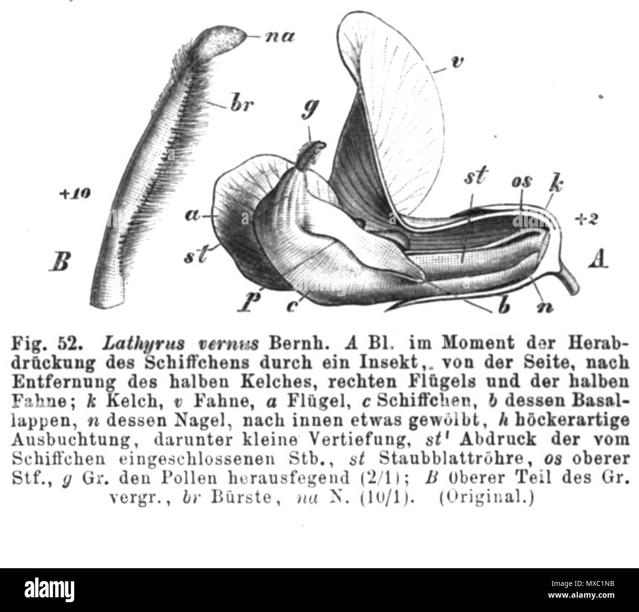 . Illustration de livre . 1891. Paul Hermann Wilhelm Taubert (1862-1897) 360 Lathyrus vernus Taub52 Banque D'Images