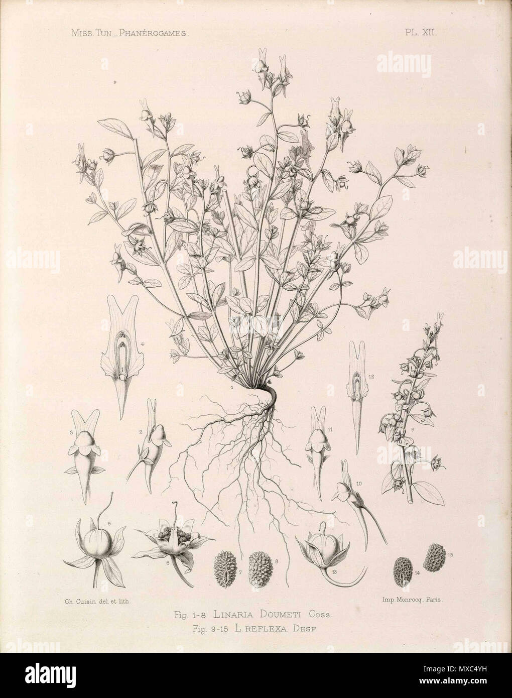 . English : Dessin de Linaria reflexa subsp. doumetii (Bonnet & Barratte) D.A. Sutton . 7 octobre 2013, 21:32:11. Bonnet et Barratte Linaria reflexa subsp. doumetii 373 (Bonnet &AMP ; Barratte) D.A. Sutton Banque D'Images