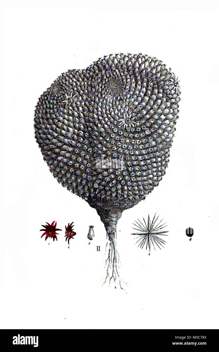 . Mammillaria crucigera . 1832. C.F.P. Martius Peter A. Mansfeld pour l'image filtré. 390 pm crucigera Mam25 Tafel Banque D'Images