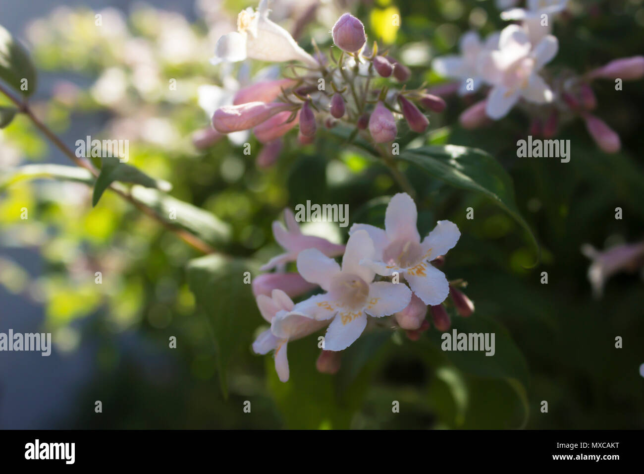 Un gros plan de fleurs à Wollaton Hall Park et jardins, Nottinghamshire. Printemps 2018 Banque D'Images