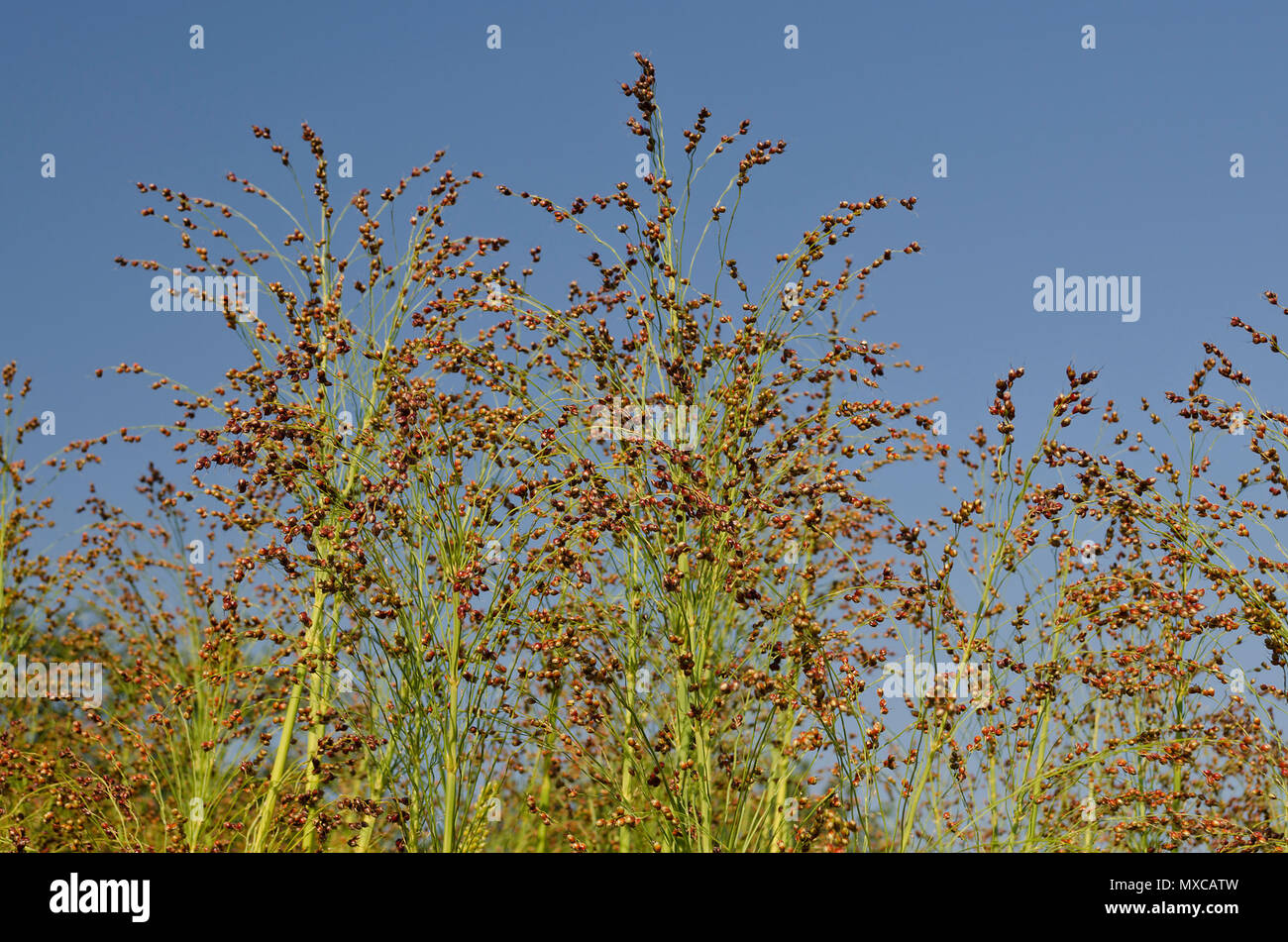 Champ de plantes vertes dans l'est de la Bulgarie Banque D'Images