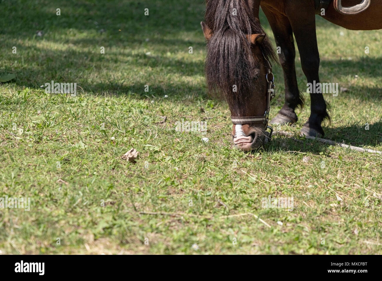 Cheval affamé mange de l'herbe sur une journée ensoleillée Banque D'Images