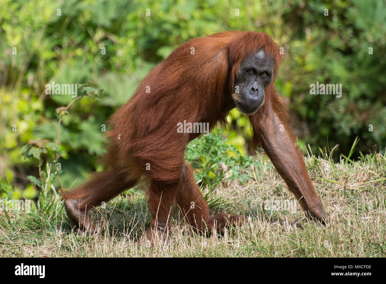 Curieux orang-outan dans le zoo de Jersey Banque D'Images