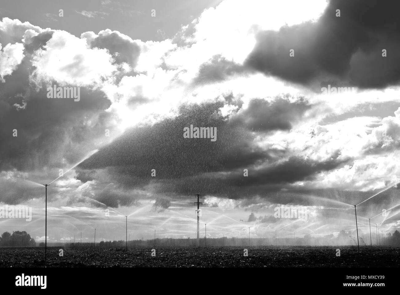 Arrosage par aspersion sur le terrain les semis dans une journée avec ciel nuageux. Tempête. Banque D'Images