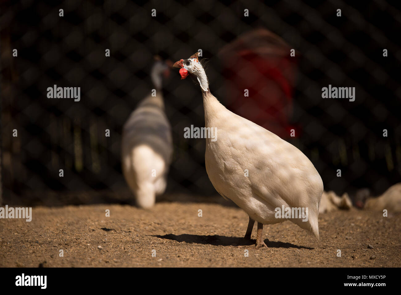 Comment S Appelle Le Mâle De La Pintade Pintade blanc Banque de photographies et d'images à haute résolution - Alamy