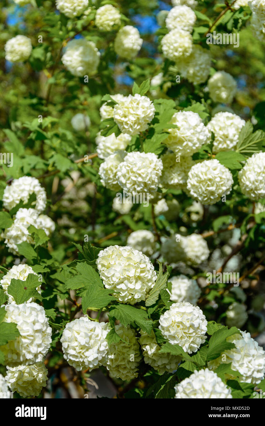 L'épanouissement guelder rose dans un jardin de printemps 2018 Banque D'Images
