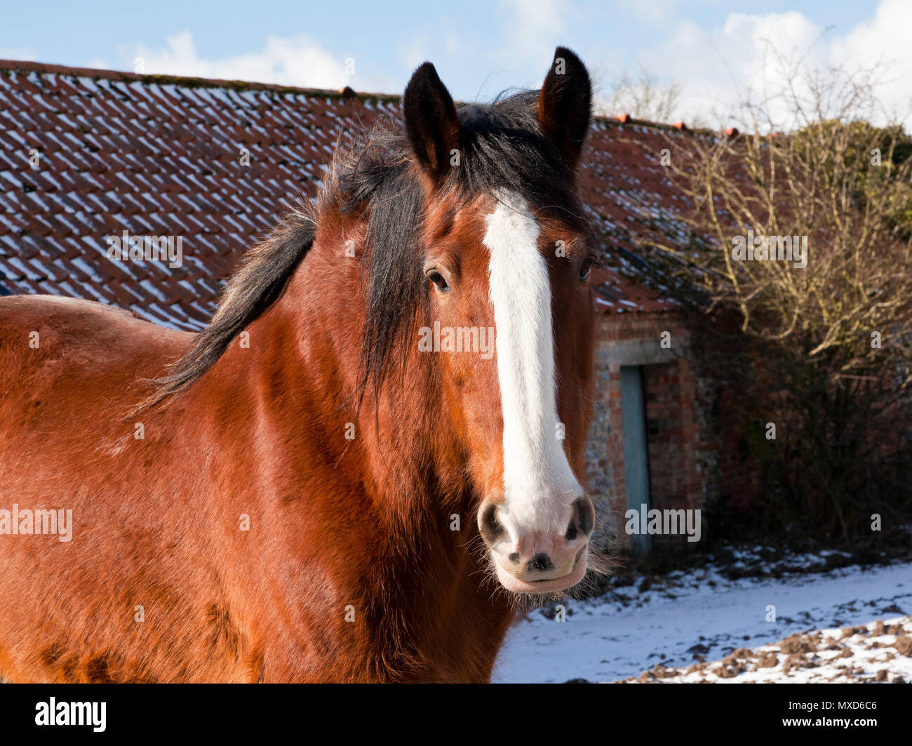 Un Shire Horse Banque D'Images